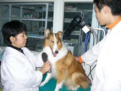 家禽家畜专业 看似冷门却就业广阔的高潜力选择