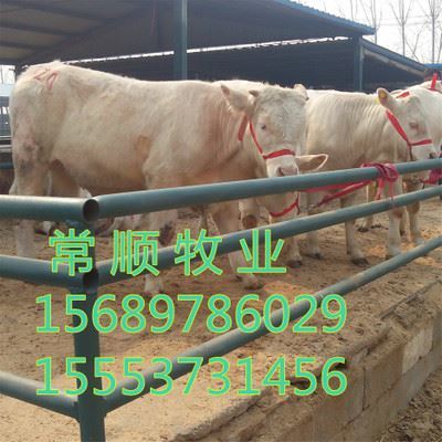 嘉祥县嘉祥镇家才经销点 优质牛种与特种养殖动物供应专家