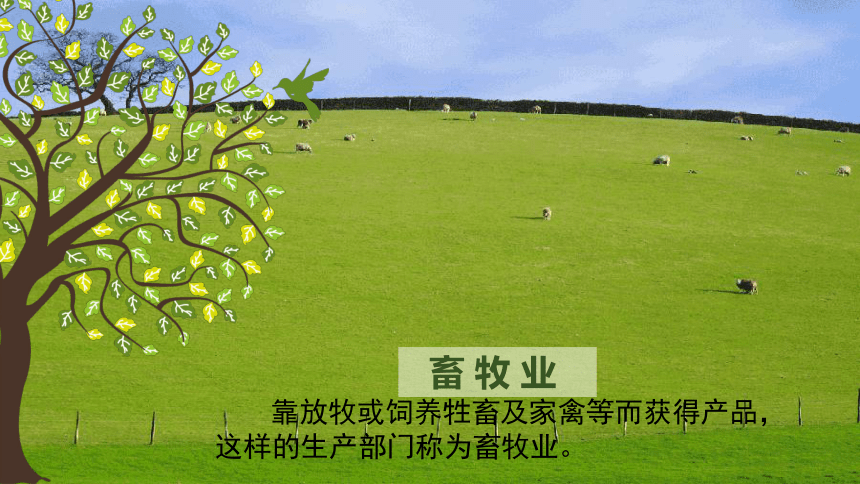 欧洲西部现代化的畜牧业与家禽家畜管理