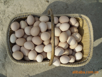 优质散养鸡蛋 天然健康的营养选择