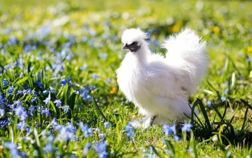 中国历史与文化中的十大名鸡盘点