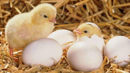 腊八迎大寒 数九寒天里的七宝五味与家禽家畜