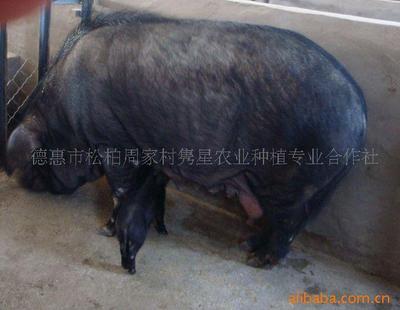 绿色养殖新篇章 育肥猪、种猪与有机黑猪的现代化供应