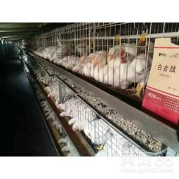 高效催肥肉鸡全攻略 科学方法与安全产品选择指南