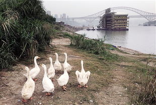 标语与鸡鸣 当规则遭遇生活