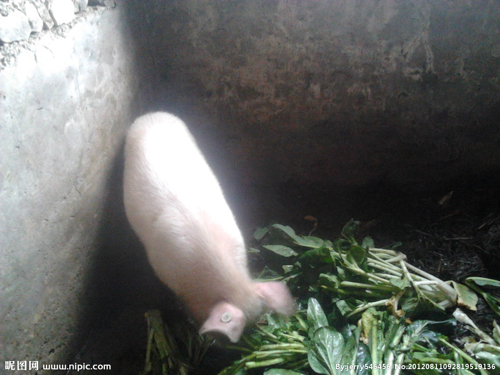 定格田园牧歌 猪吃食摄影中的家禽家畜世界