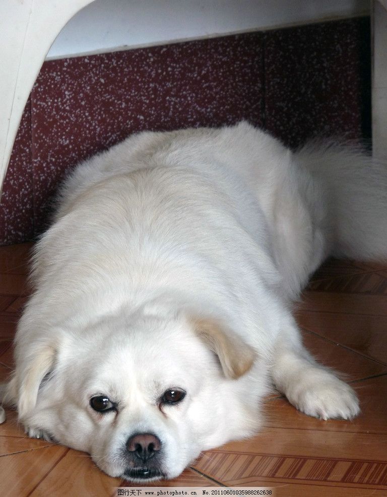 从守护者到家人 家犬在人类文明中的独特地位