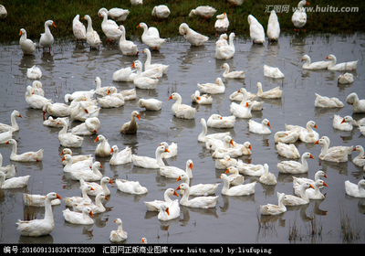 雪白的鹅 家禽摄影的艺术与情感