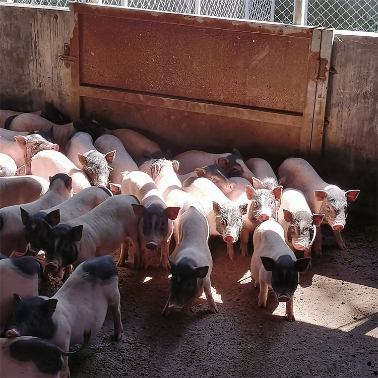 猪的影像记录 从家禽家畜到生物世界的摄影艺术