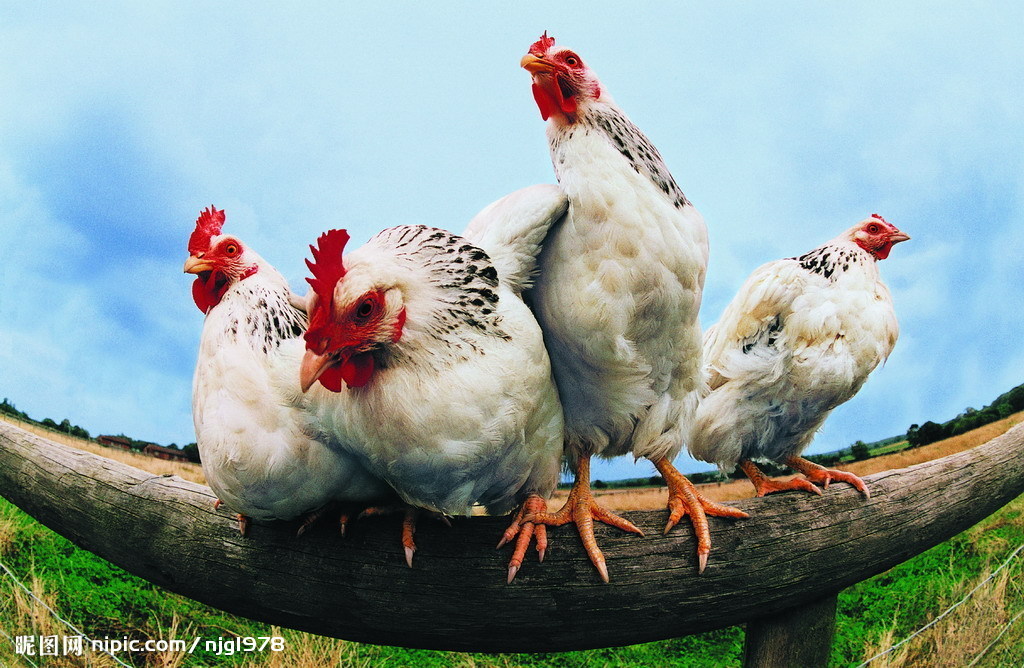 白公鸡 农家院中的优雅卫士