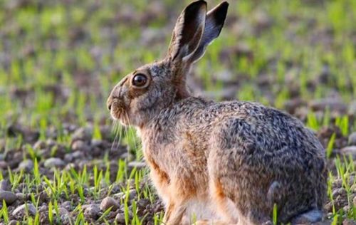 腊月不捡兔，正月不捡鸡——农村俗语里的生活智慧与防疫之道