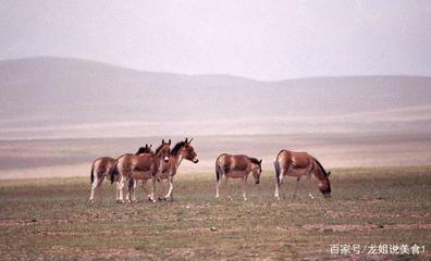 农村养殖家畜致富的关键因素