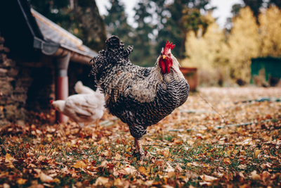 狗肉禁食之辩 传统、情感与食品安全之间的权衡