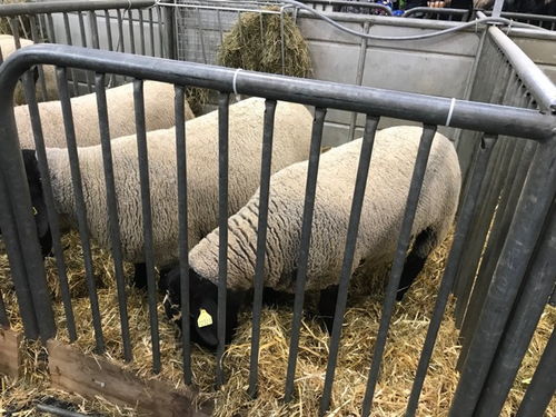 巴黎2018国际农业博览会 家禽家畜齐聚一堂，吃喝玩乐乐无穷