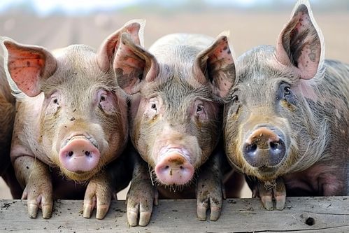 家养畜禽的视觉呈现 家猪养殖摄影全解析