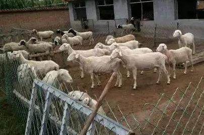 一万元在农村能养殖哪些家禽家畜？