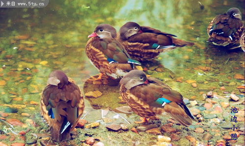 鸳鸯之美 原创摄影捕捉家禽家畜的灵动瞬间