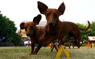 亲子度假休闲，长鹿农庄乐无限