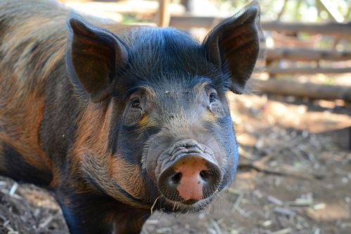 家禽家畜土猪高清摄影图集与下载指南