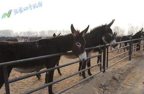 荆门市畜牧师资格证报名指南 家禽家畜专业报考流程与地址详解